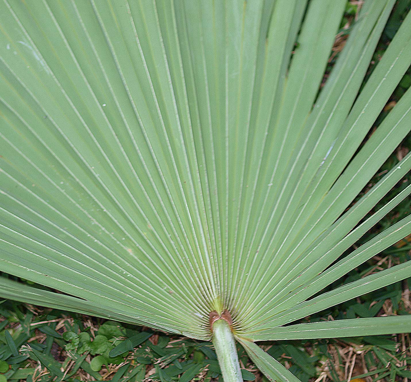 saw palmetto